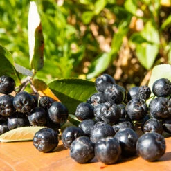 Slånaronia 'Elata' 10-pack -Meyer Sales Shop svart aronia prunofolia 2