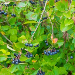 Slånaronia 'Elata' 10-pack -Meyer Sales Shop svart aronia prunofolia bar