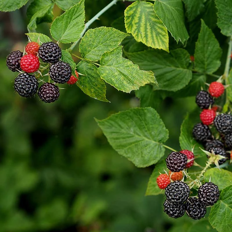 Svart Hallon 'Black Jewel', 3-pack 2 Svart Hallon 'Black Jewel', 3-pack - Image 2