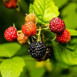 Svarthallon 'Black Jewel', 10-pack