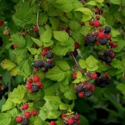 Svarthallon 'Black Jewel', 10-pack -Meyer Sales Shop svart hallon black jewel 3