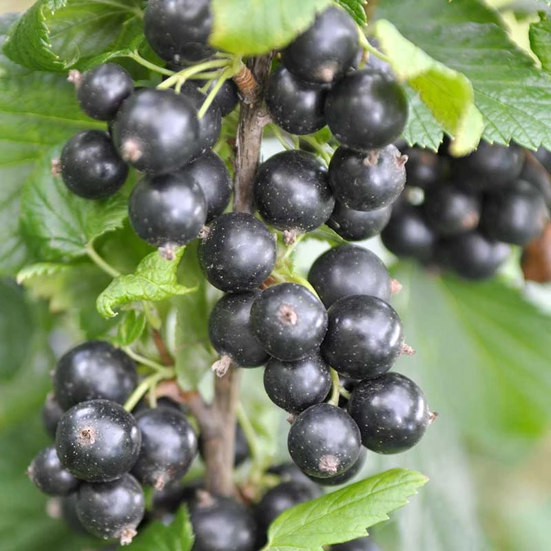 Svarta Vinbär 'Narve Viking' E, 10-pack 1 Svarta Vinbär 'Narve Viking' E, 10-pack