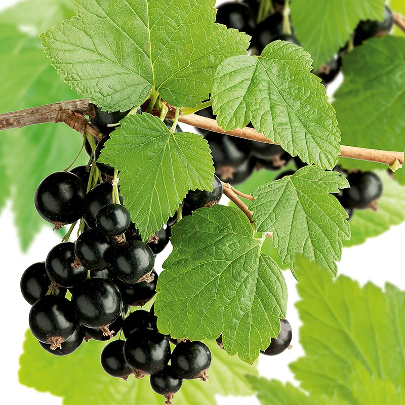 Svarta Vinbär 'Storklas' 1 Svarta Vinbär 'Storklas'