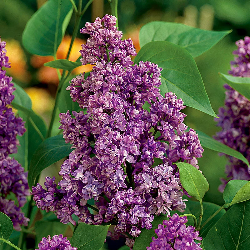 Syren, Syringa Vulgaris Charles Joly' 1 Syren, Syringa Vulgaris Charles Joly'