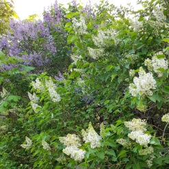 Syren Lila 50-80 Cm, 10-pack 11 Syren Lila 50-80 Cm, 10-pack -Meyer Sales Shop syrenhack med bla och vita syrener 3