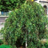 Tårbjörk, Betula Pendula 'Youngii'