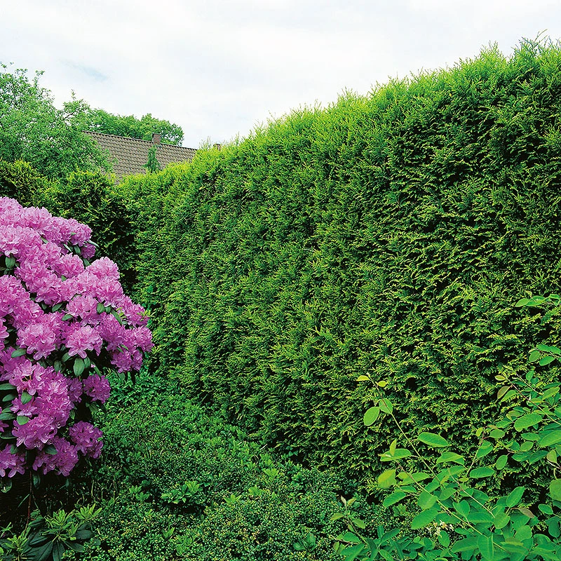 Tuja 'Smaragd' 50-70 Cm, 100-pack 1 Tuja 'Smaragd' 50-70 Cm, 100-pack