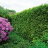 Tuja 'Smaragd' 80-100 Cm, 100-pack