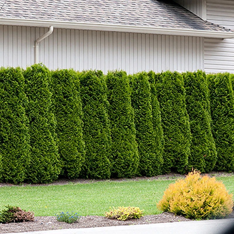 Thuja Brabant 50-70 Cm, 100 Pack 3 Thuja Brabant 50-70 Cm, 100 Pack - Image 3