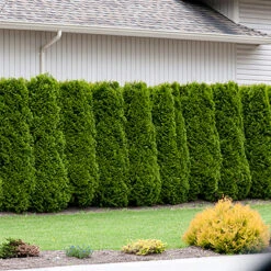Thuja Brabant 80-100 Cm, 100-pack -Meyer Sales Shop thujahack 3