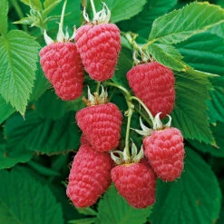 Trädgårdshallon 'Glen Prosen'