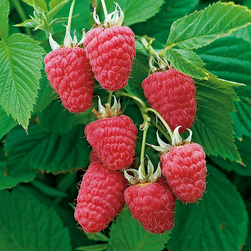 Trädgårdshallon 'Glen Prosen' 1 Trädgårdshallon 'Glen Prosen'