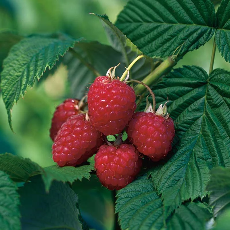 Trädgårdshallon 'Heritage', 3-pack 1 Trädgårdshallon 'Heritage', 3-pack