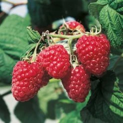 Trädgårdshallon 'Malling Promise', 1-pack