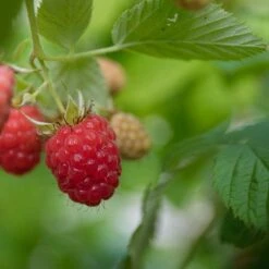 Trädgårdshallon 'Ottawa', 1-pack