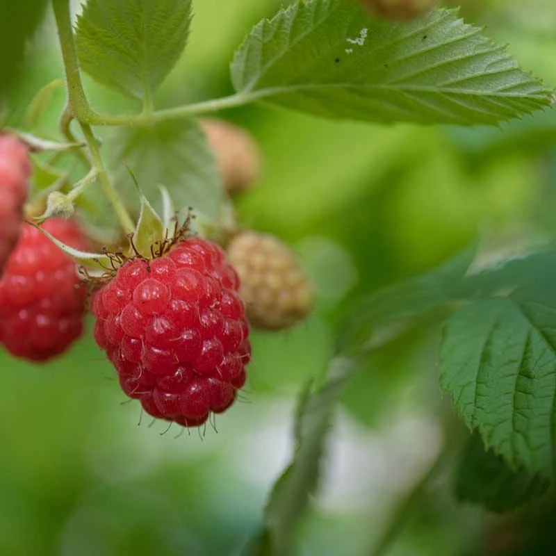 Trädgårdshallon 'Ottawa', 1-pack 1 Trädgårdshallon 'Ottawa', 1-pack