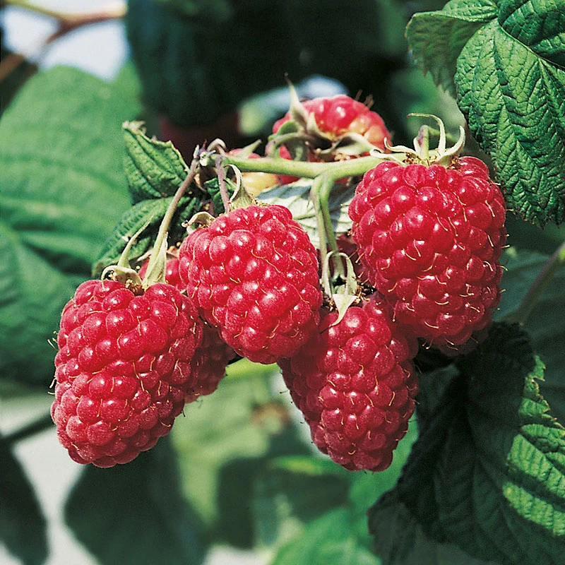 Trädgårdshallon 'Preussen' 1 Trädgårdshallon 'Preussen'