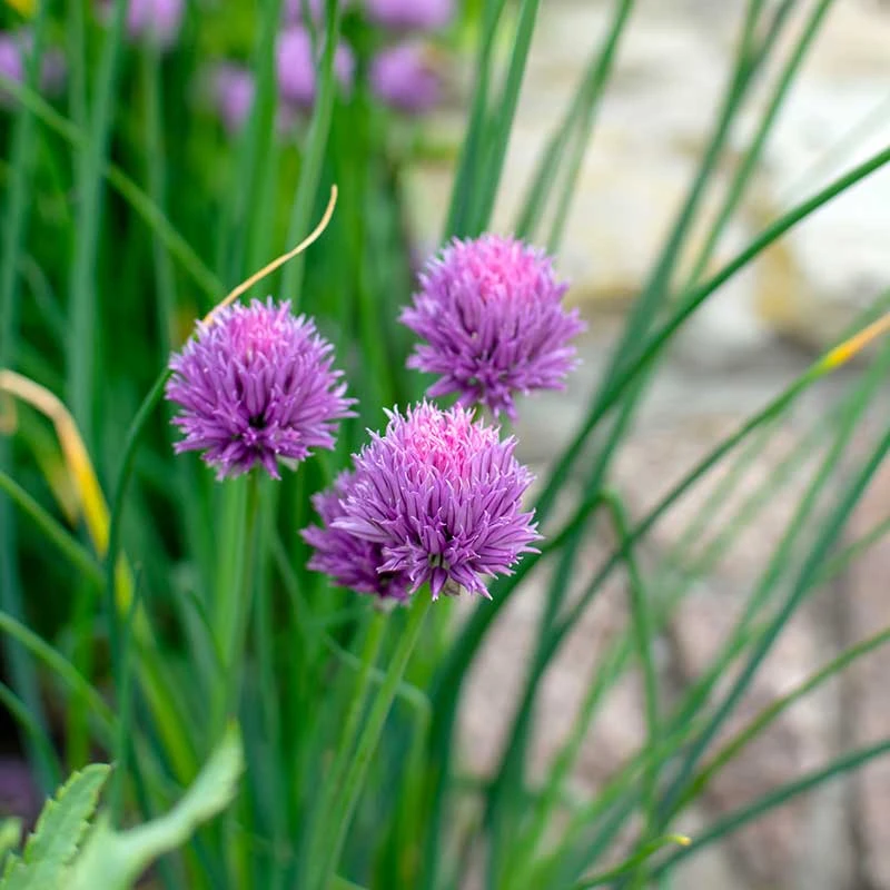 Trädgårdskantlök 'Millenium', 3-pack 2 Trädgårdskantlök 'Millenium', 3-pack - Image 2