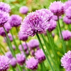 Trädgårdskantlök 'Millenium', 3-pack