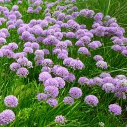 Trädgårdskantlök 'Millenium', 3-pack 5 Trädgårdskantlök 'Millenium', 3-pack -Meyer Sales Shop tradgardskantlok millinium 3