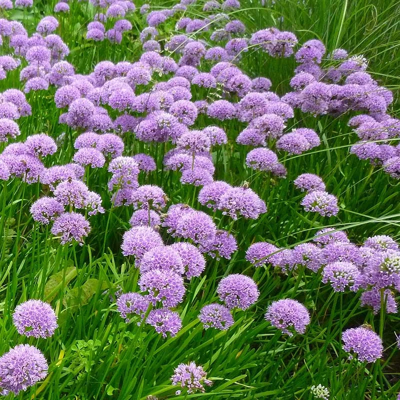 Trädgårdskantlök 'Millenium', 3-pack 3 Trädgårdskantlök 'Millenium', 3-pack - Image 3