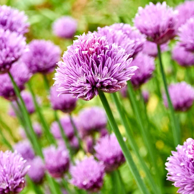 Trädgårdskantlök 'Millenium', 3-pack 1 Trädgårdskantlök 'Millenium', 3-pack