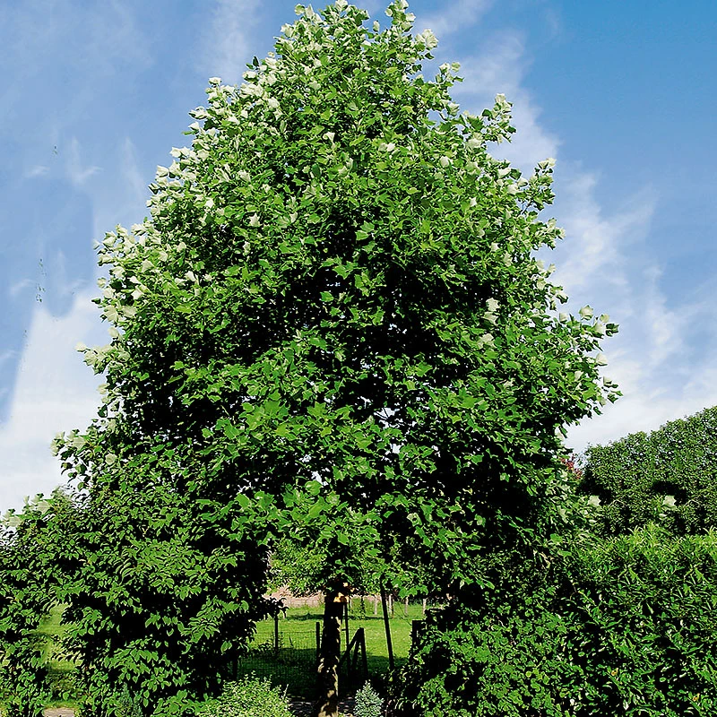 Tulpanträd, Liridendron Tulipifera 1 Tulpanträd, Liridendron Tulipifera