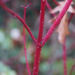 Videkornell 'Farba' E, 10-pack -Meyer Sales Shop videkornell farba e pa host