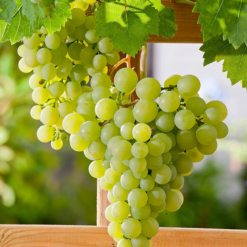 Vindruva 'Dr. Schmidtmanns Sockerdruva' 1 Vindruva 'Dr. Schmidtmanns Sockerdruva'