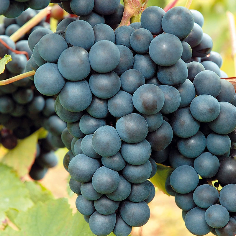 Vindruva 'Rondo' 1 Vindruva 'Rondo'