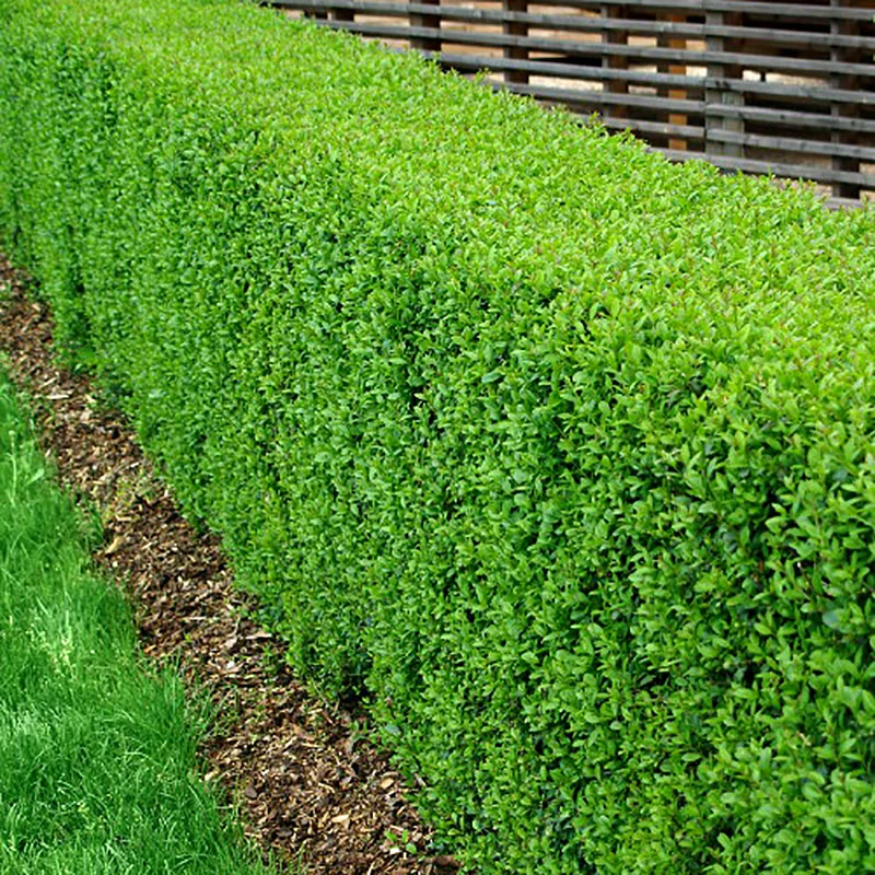 Vinterliguster 'Atrovirens' 10-pack 1 Vinterliguster 'Atrovirens' 10-pack