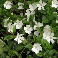 Vintergröna 'Alba', 6-pack