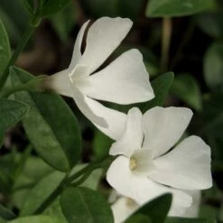 Vintergröna 'Alba', 6-pack -Meyer Sales Shop vintergrona alba 3