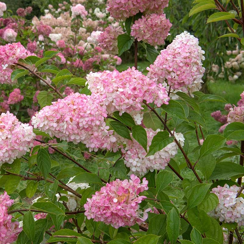 Vipphortensia 'Vanille Fraise' 2 Vipphortensia 'Vanille Fraise' - Image 2