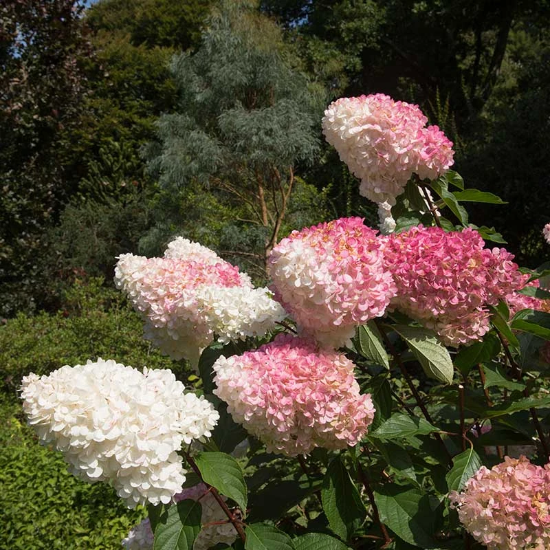 Vipphortensia 'Vanille Fraise' 3 Vipphortensia 'Vanille Fraise' - Image 3