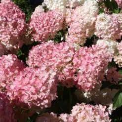 Vipphortensia 'Vanille Fraise' 7 Vipphortensia 'Vanille Fraise' -Meyer Sales Shop vipphortensia vanille fraise 4