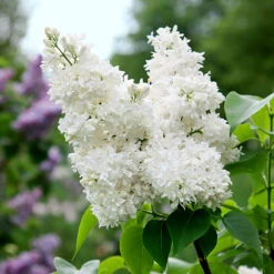 Syren 'Alba' 10-pack -Meyer Sales Shop vit bondsyren syringa vulgaris alba
