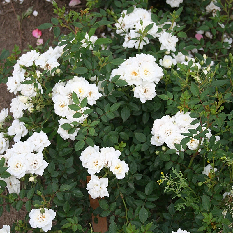 Ros 'White Cover' 2 Ros 'White Cover' - Image 2