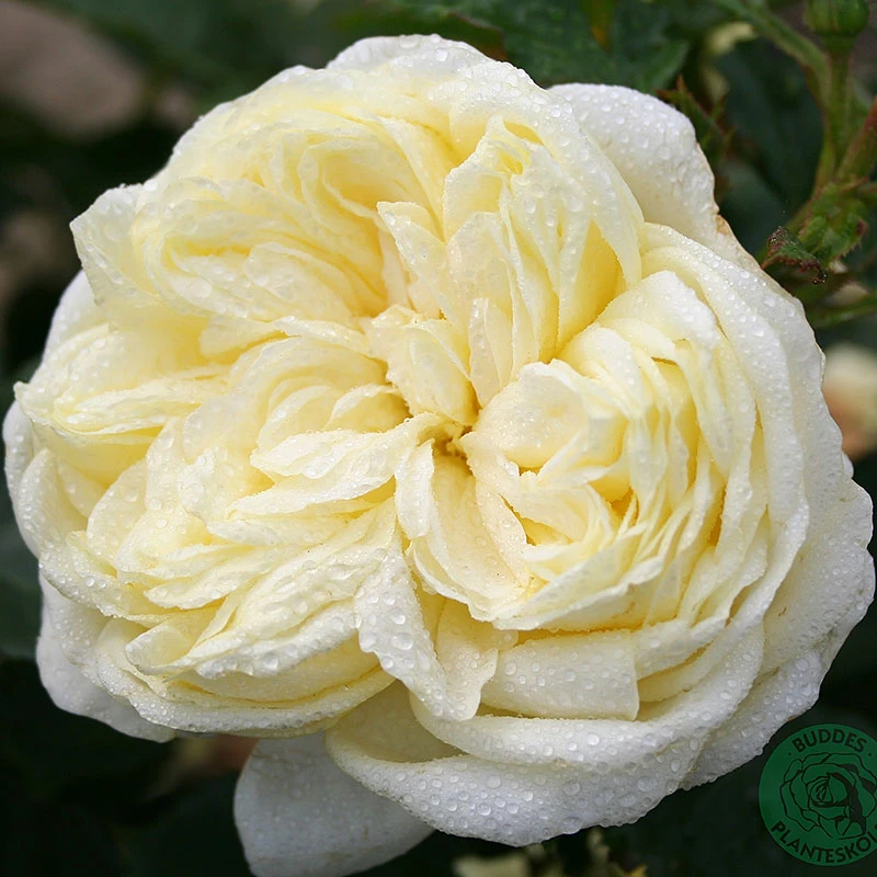 Ros 'Kronprinsesse Mary' 2 Ros 'Kronprinsesse Mary' - Image 2