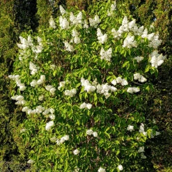 Syren 'Alba' 10-pack -Meyer Sales Shop vit syrenbuske