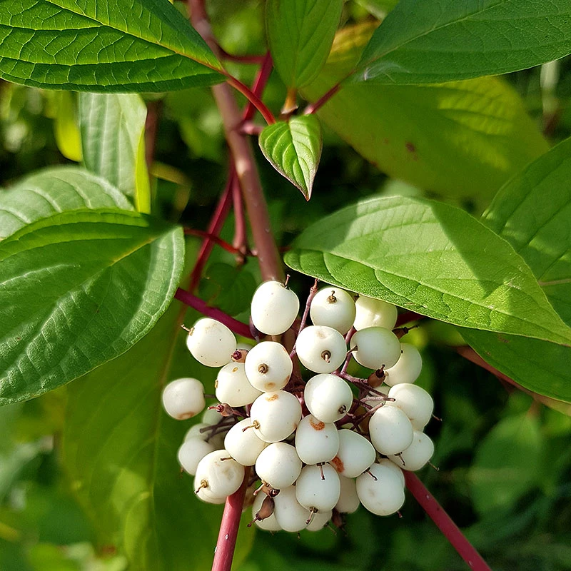 Korallkornell 50-80 Cm, 10-pack 3 Korallkornell 50-80 Cm, 10-pack - Image 3