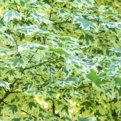 Vitbrokig Skogslönn -Meyer Sales Shop vitbrokig skogslonn 3