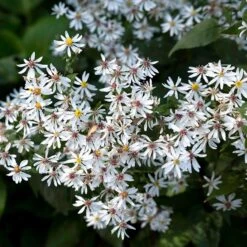 Vit Skogsaster, 6-pack