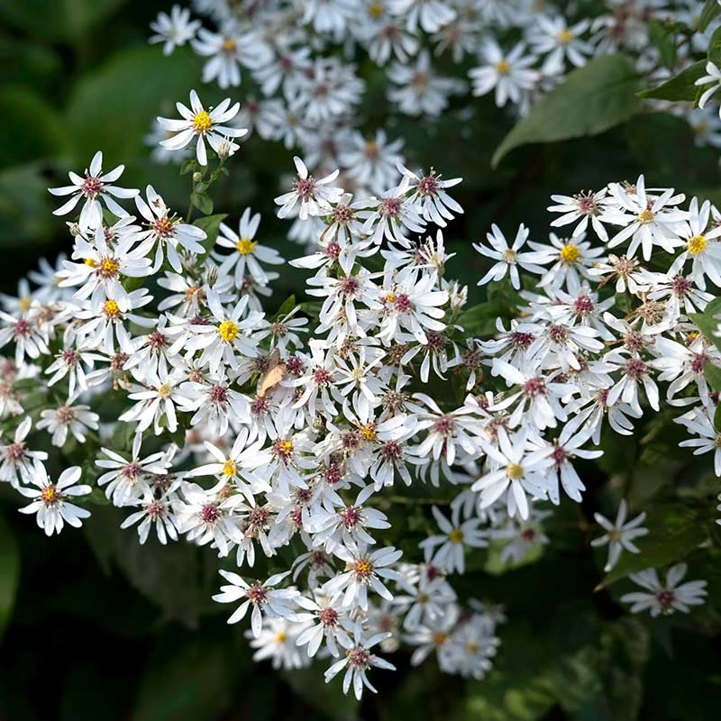 Vit Skogsaster, 6-pack 1 Vit Skogsaster, 6-pack