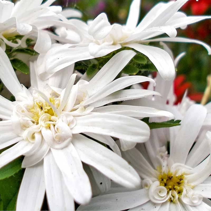 Vit Skogsaster, 6-pack 2 Vit Skogsaster, 6-pack - Image 2