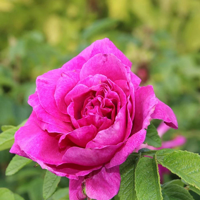 Vresros 'Hansa' 10-pack 1 Vresros 'Hansa' 10-pack